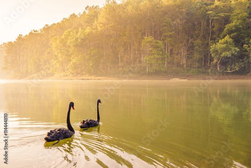 Black swan In a ponds