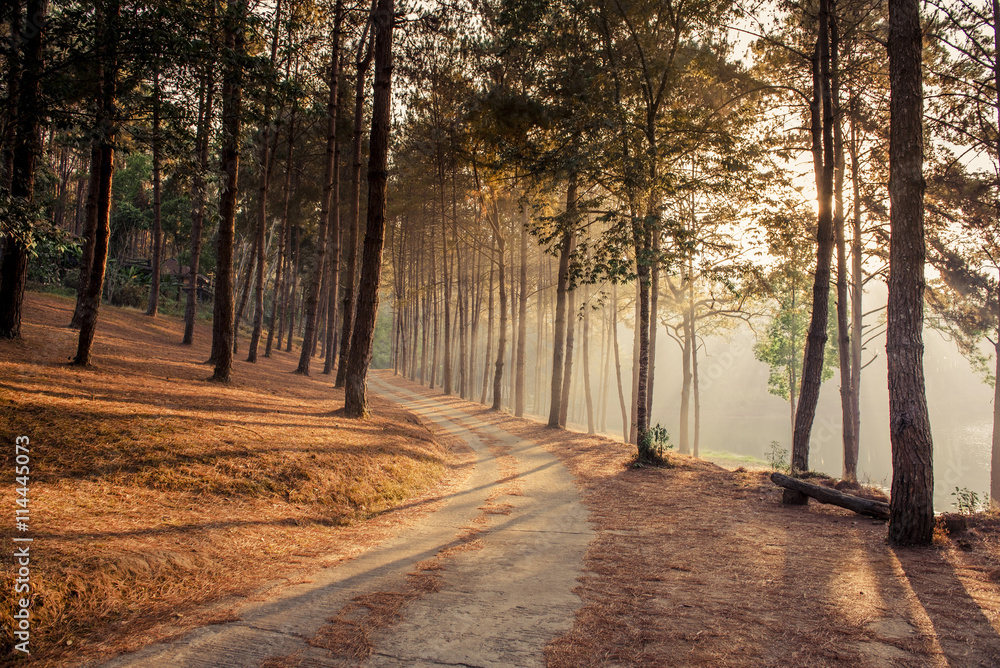Obraz premium Abstract background of route and journey amidst the big tree and beautiful nature
