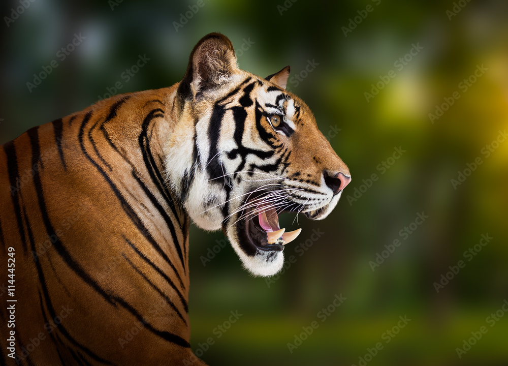 Naklejka premium Siberian tiger