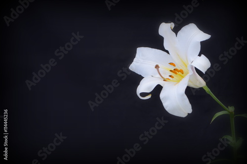 Fototapeta Naklejka Na Ścianę i Meble -  Белая восточная лилия на черном фоне 