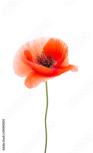 Fototapeta Naklejka Na Ścianę i Meble -  poppies