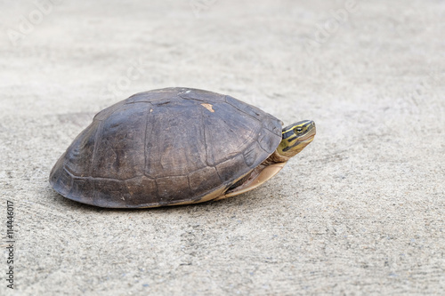 water turtle dodge in  tortoiseshell on the  road photo