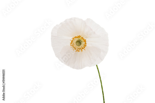 Fototapeta Naklejka Na Ścianę i Meble -  poppies