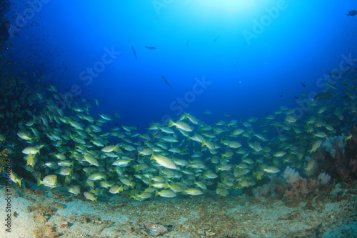 School Bigeye Snapper fish on coral reef in ocean
