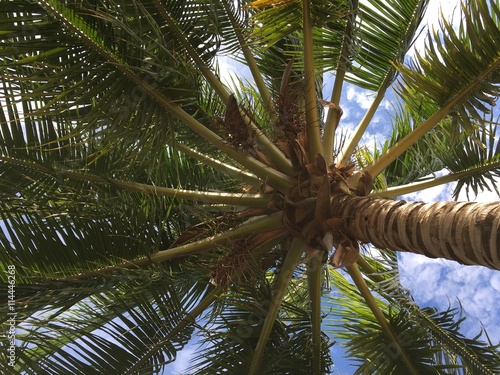 Coconut tree and the sky