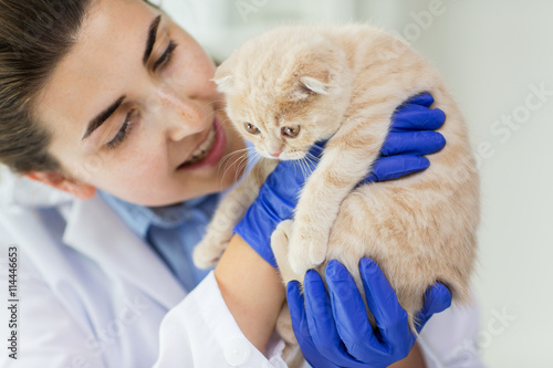 Fototapeta Naklejka Na Ścianę i Meble -  close up of vet with scottish kitten at clinic