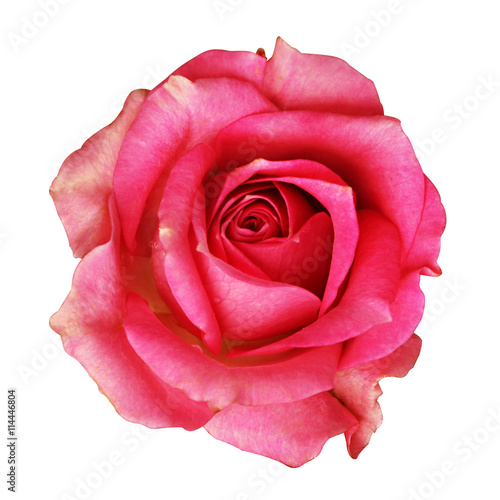 Pink rose flower
