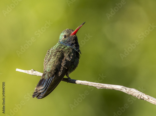 Cynanthus latirostris photo