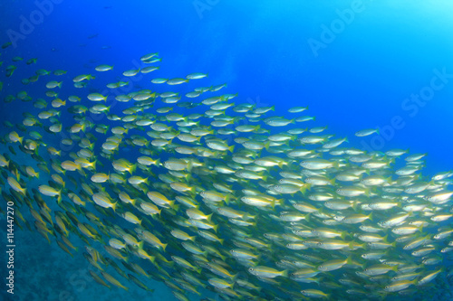 School Bigeye Snapper fish on coral reef in ocean