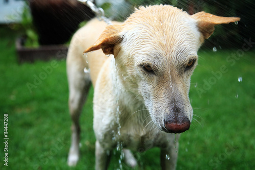 Foto Washing adorable dog at yard