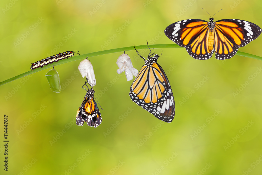 Naklejka premium Transformacja wspólnego motyla tygrysiego wyłaniającego się z kokonu
