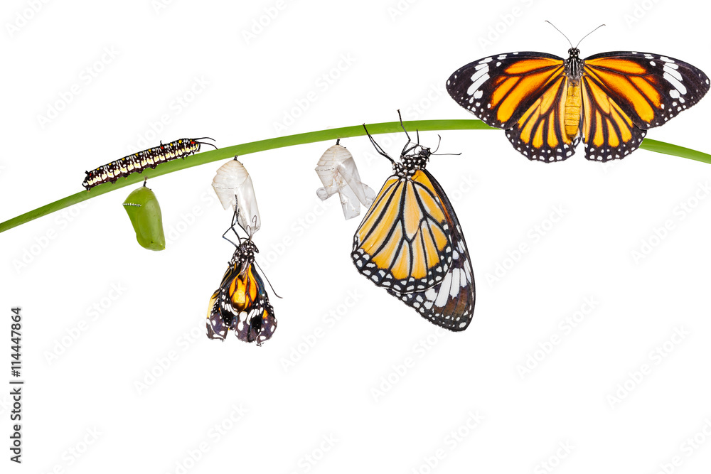 Obraz premium Wyizolowana transformacja wspólnego motyla tygrysiego wyłaniającego się z