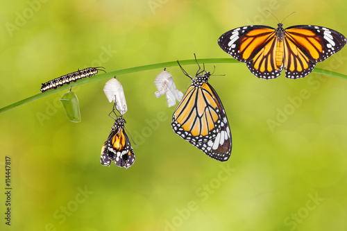 Transformation of common tiger butterfly emerging from cocoon