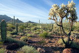 Landscape Arizona desert in the early morning. Organ Pipe Cactus