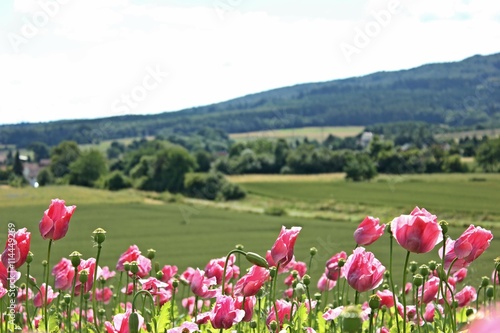 Schlafmohnblüte (Papaver somniferum) in Germerode am Meißner 