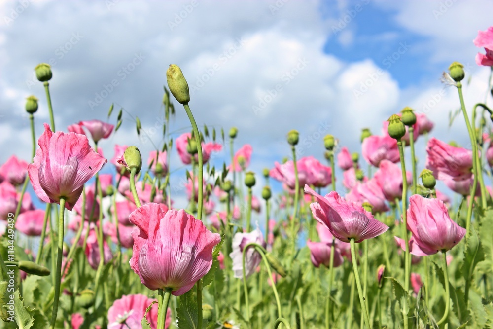 Schlafmohnblüte (Papaver somniferum) in Germerode am Meißner
Schlafmohnblüte (Papaver somniferum) in Germerode am Meißner