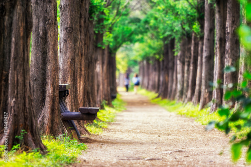 Photography metasequoia park in haneul park