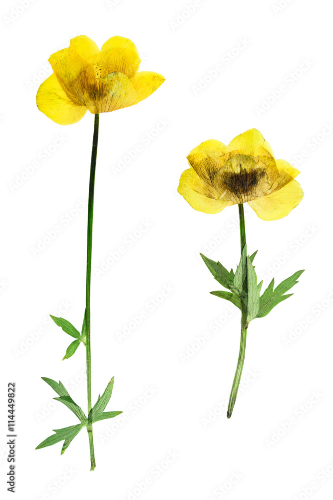 Pressed and dried flower trollius europaeus Pressed and dried flower trollius europaeus