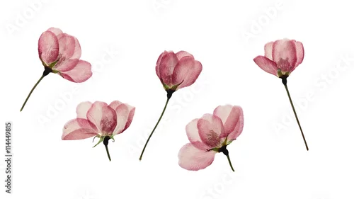 Naklejka na ścianę Wciśnięty i wysuszony pączek kwiatu jabłka