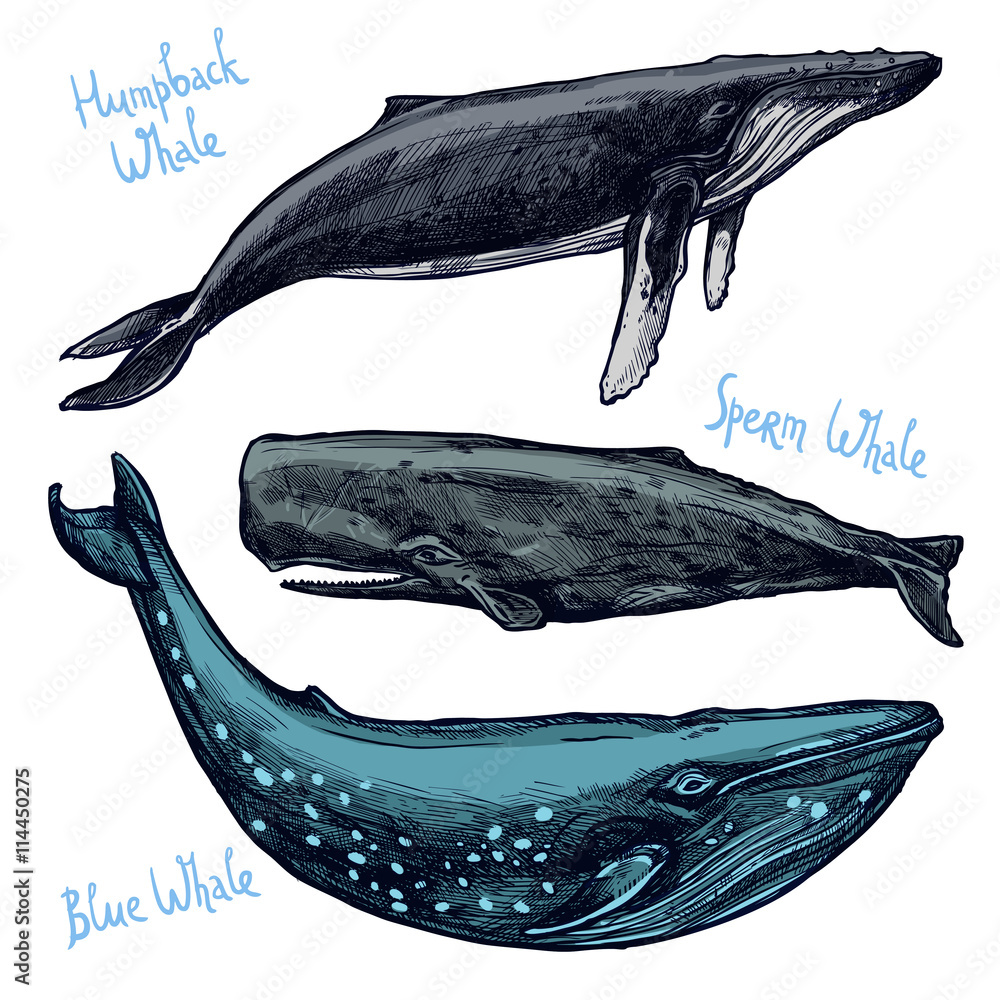 Fototapeta premium Whales Set, Collection Of Different Color Hand Drawn Whales