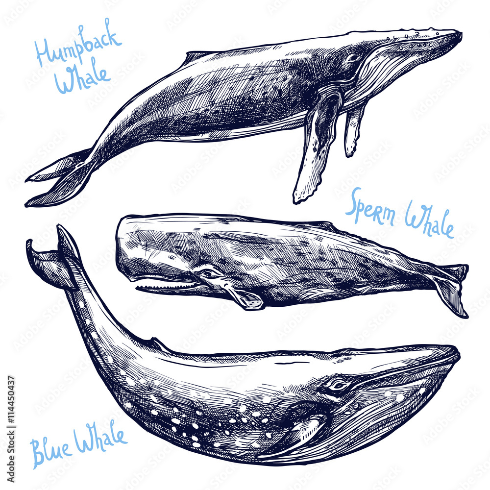 Obraz premium Zestaw wielorybów, zbiór różnych ręcznie rysowane wielorybów