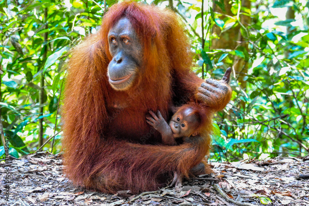 Fototapeta premium Mother Sumatran Orangutan with her baby