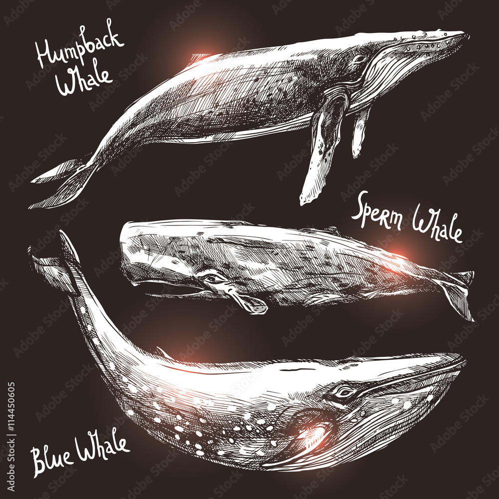 Obraz premium Whales Set, Collection Of Different Monochrome Hand Drawn Whales