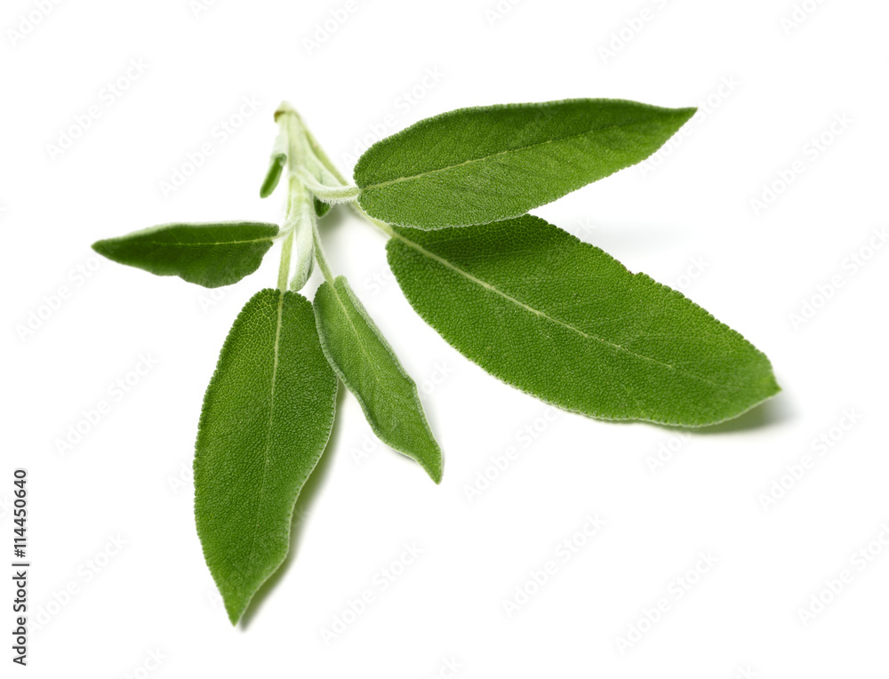 Obraz premium sage leaves isolated