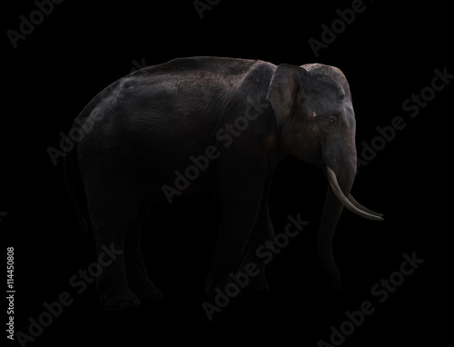 male elephant standing at night time