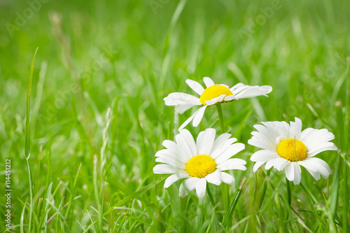 Fototapeta Naklejka Na Ścianę i Meble -  Chamomile flowers on grass field