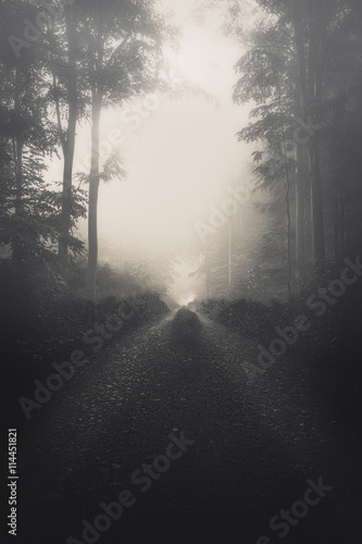 Spaziergang im Wald mit Nebel