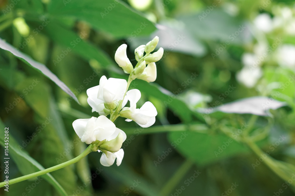 White color of bean flower on green leaf background White color of bean flower on green leaf background