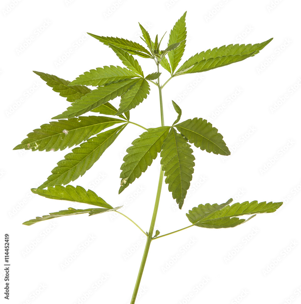 Bush cannabis isolated on white background Bush cannabis isolated on white background