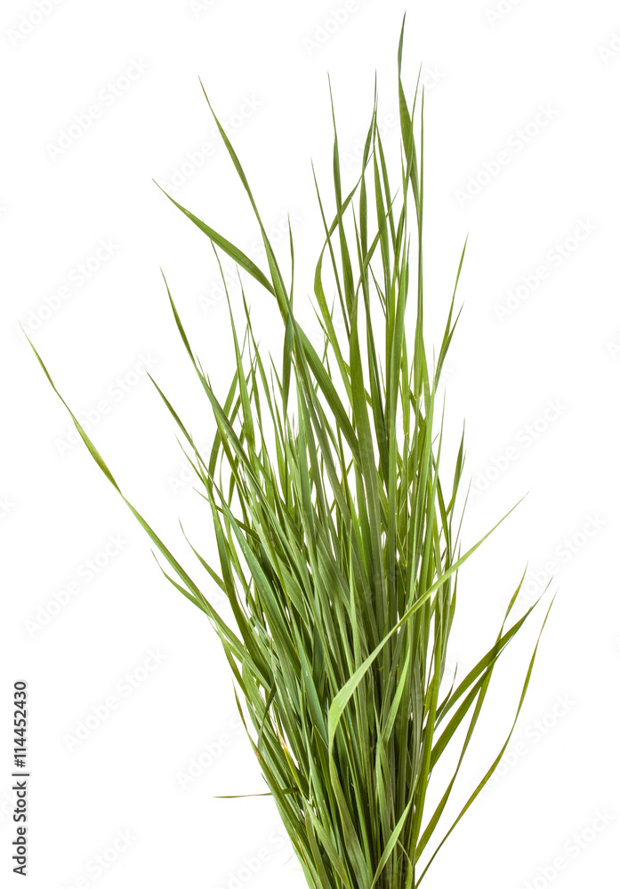 bundle of green grass isolated on white background bundle of green grass isolated on white background