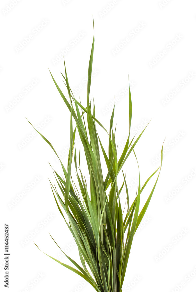 bundle of green grass isolated on white background bundle of green grass isolated on white background