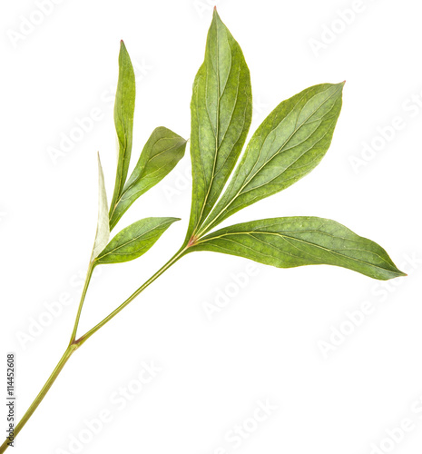 green leaves peony bush. isolated on white background