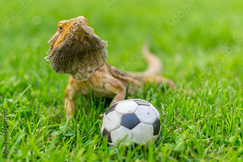 Foto Lizard