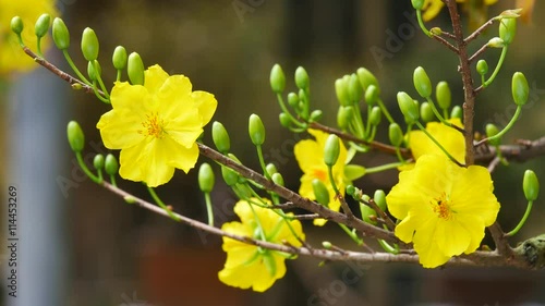 Flower in garden. Viet Nam photo