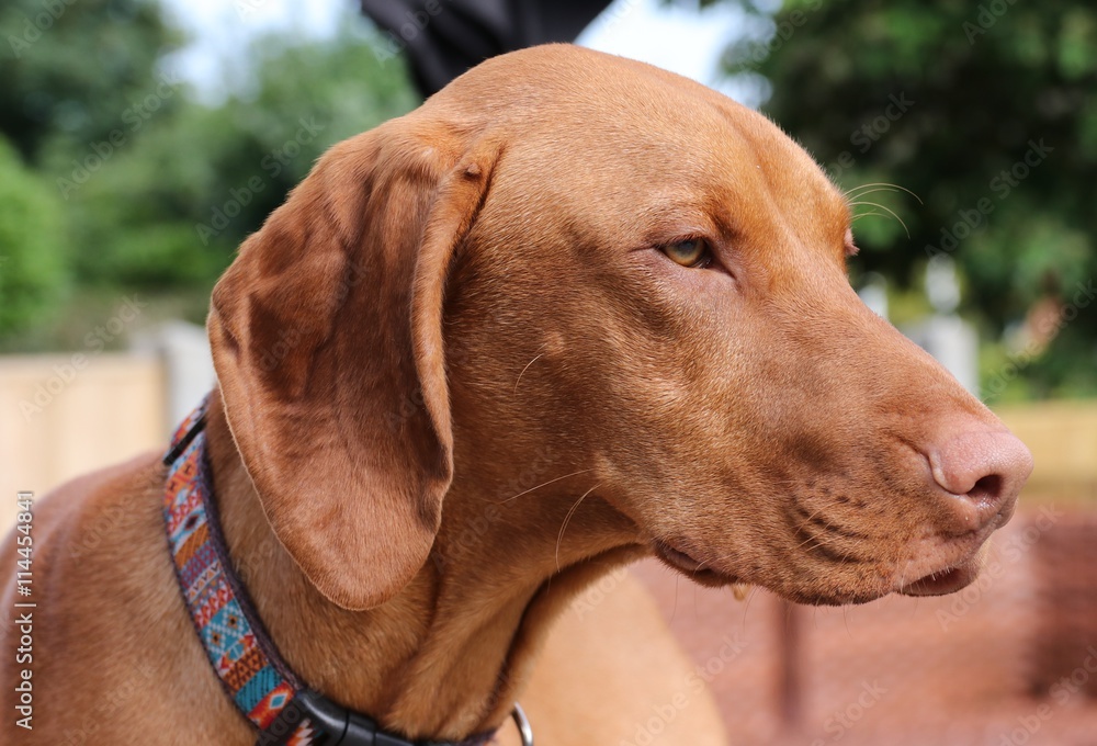 A young hungarian vizsla dog