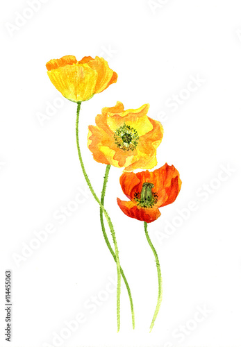 watercolor drawing flowers of yellow poppies