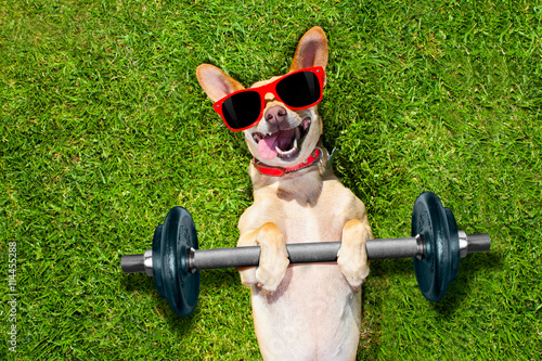 personal trainer sport fitness dog © Javier brosch