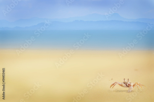 Crab on tropical beach background, happy holiday concept and display products idea