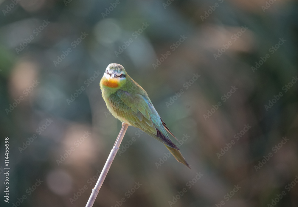 Fototapeta premium Blue Cheecked Bee Eater Bird