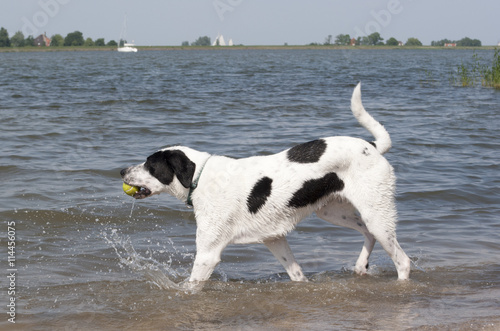 Blije hond speelt in het water met tennisbal