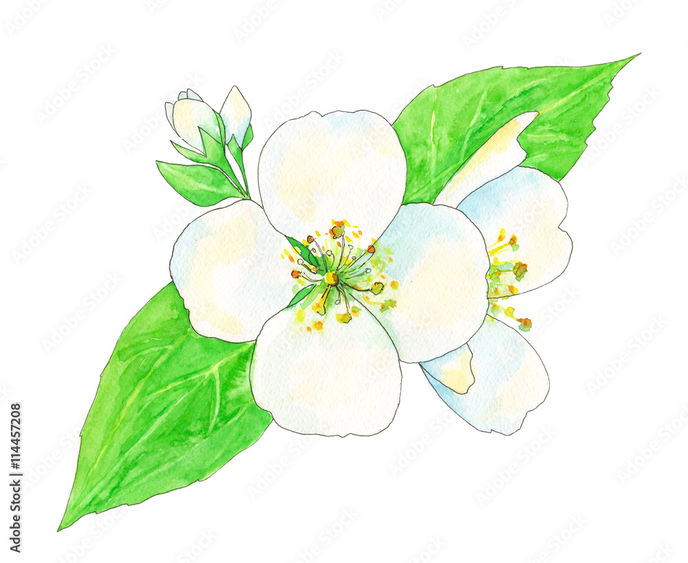 Collection Of Free Drawing Flowers Jasmine Flower Download - Flowers Drawing  PNG Image | Transparent PNG Free Download on SeekPNG