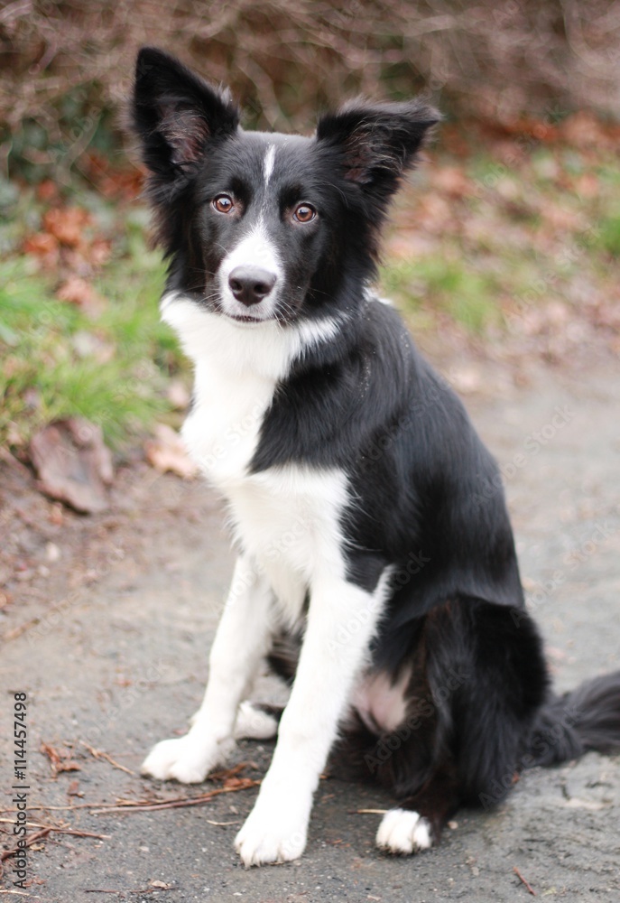 Fototapeta premium Black and white Border Collie puppy