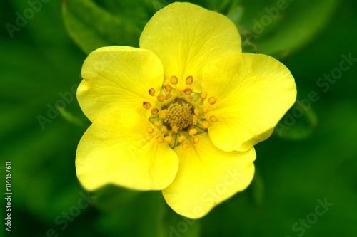 bright yellow Potentilla flower