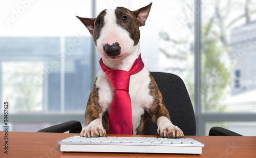 Bullterrier dog working in a business office photo