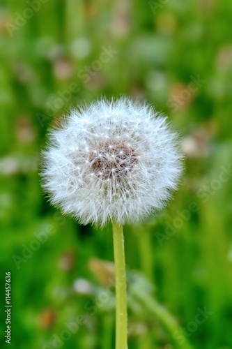 fluffy white dandelion