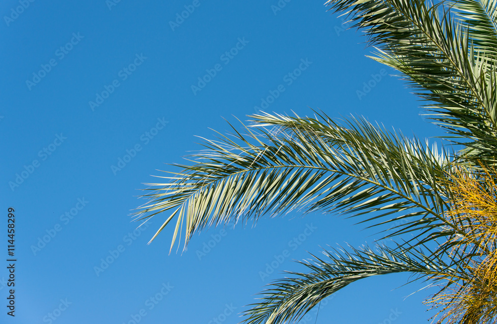 Fototapeta premium branches of palm trees against the blue sky